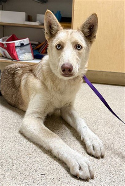 RANEERA - Siberian Husky available for adoption