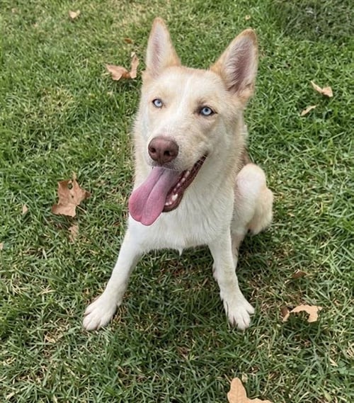 RANEERA - Siberian Husky available for adoption