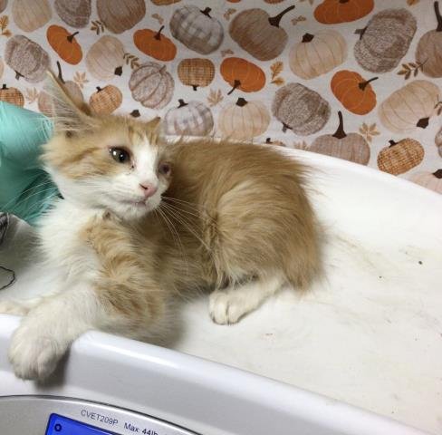 SPRUCE - Domestic Short Hair available for adoption