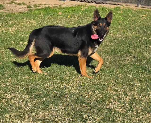 HARLEY - German Shepherd Dog available for adoption