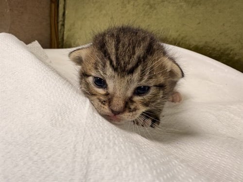 A1913611 - Domestic Short Hair available for adoption