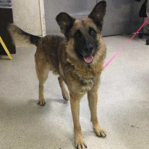 SAM - German Shepherd Dog available for adoption