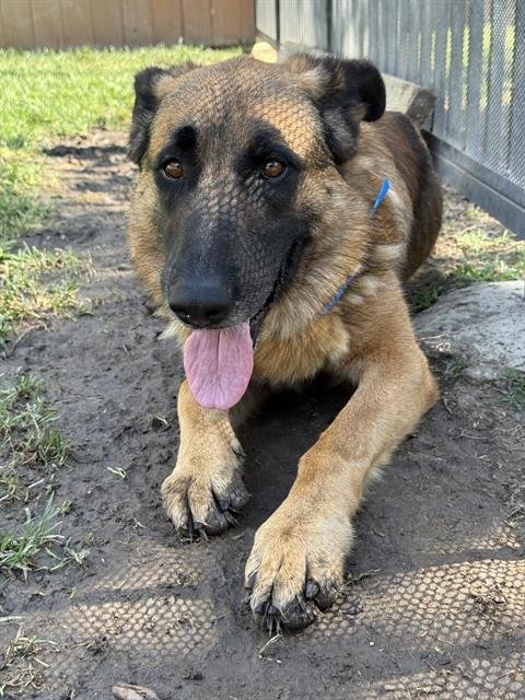 SAM - German Shepherd Dog available for adoption