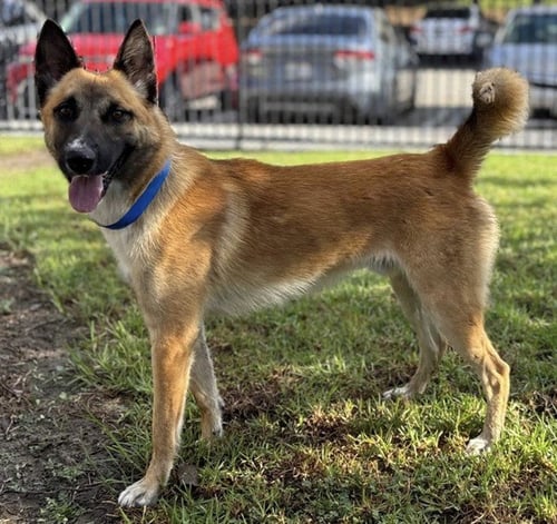 GUNNER - German Shepherd Dog available for adoption