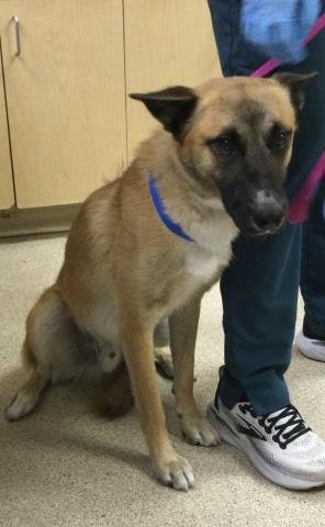 A1941336 - German Shepherd Dog available for adoption