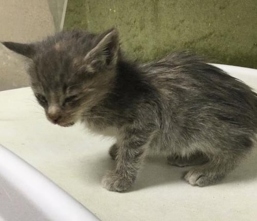 WINNIE - Domestic Short Hair available for adoption