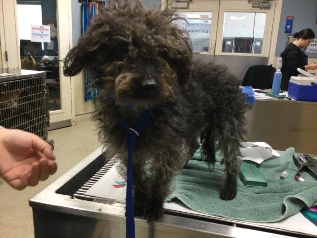 CHARLIE - Maltese available for adoption