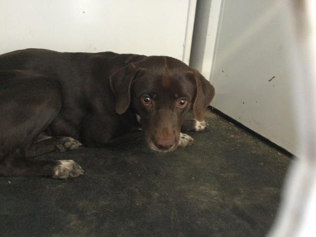 PEANUT - Beagle available for adoption