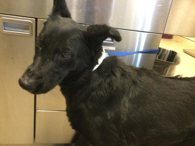 SHEYLA - German Shepherd Dog available for adoption