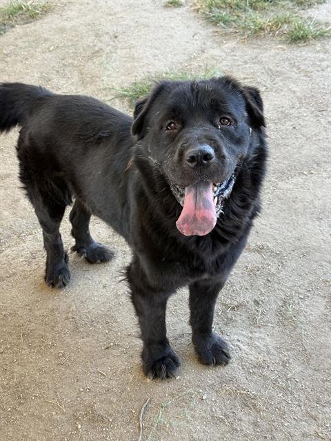 MONTE - Chow Chow available for adoption