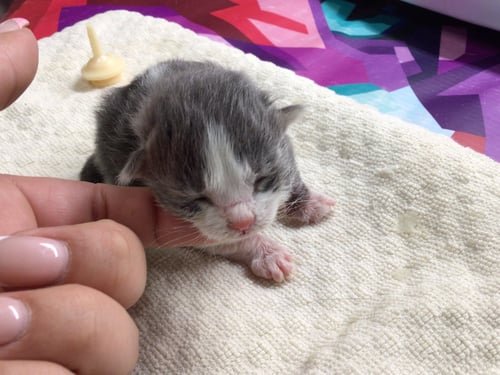A1899881 - Domestic Short Hair available for adoption