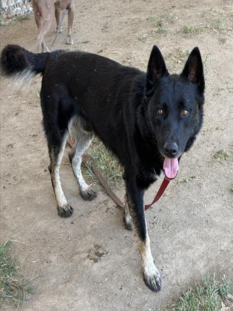 CREW - German Shepherd Dog available for adoption