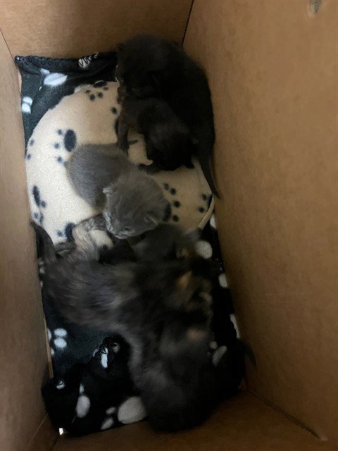 A1911675 - Domestic Short Hair available for adoption