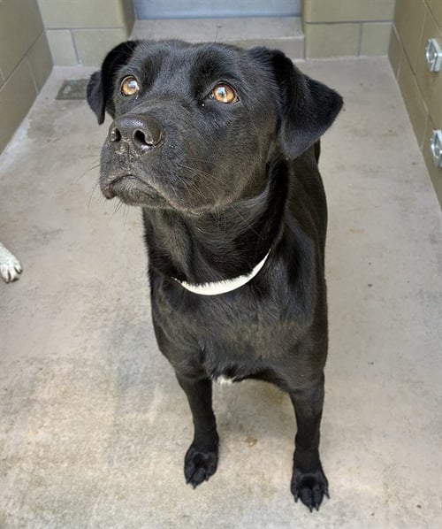 CARRIE - Labrador Retriever available for adoption