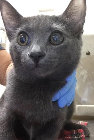 BETTY - Domestic Short Hair available for adoption