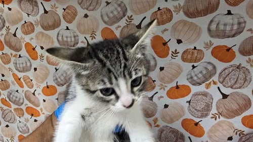 PARIS - Domestic Short Hair available for adoption