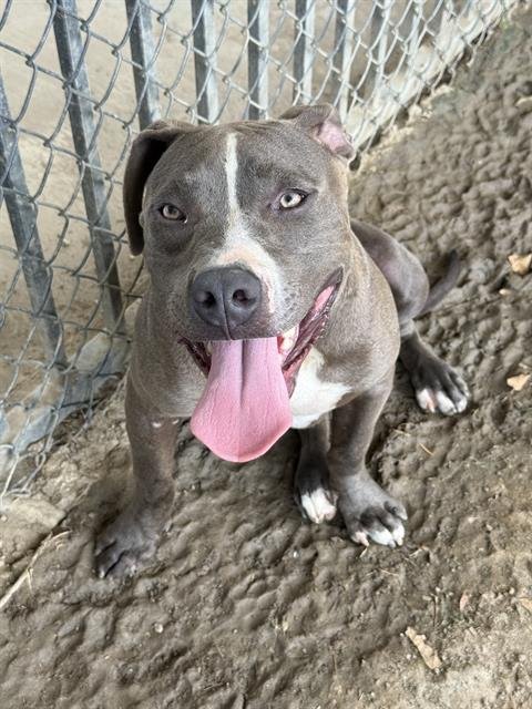 KOBI - Pit Bull Terrier available for adoption