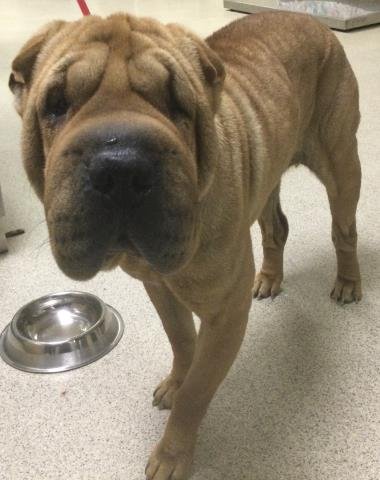 NALA - Chinese Shar-Pei available for adoption