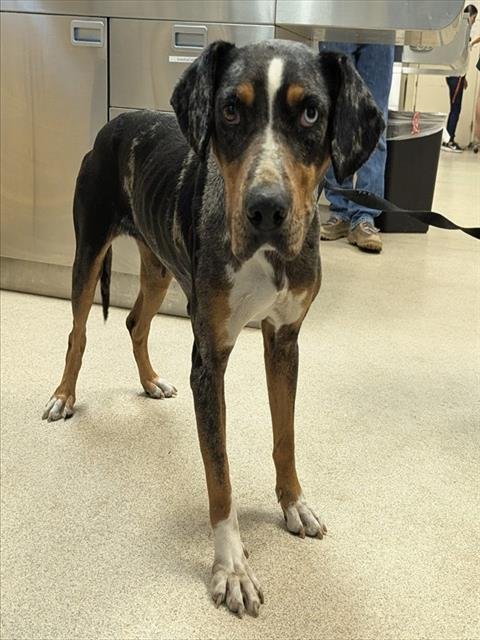 ZOEY - Catahoula Leopard Dog available for adoption