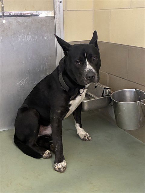 HERCULES - Pit Bull Terrier available for adoption