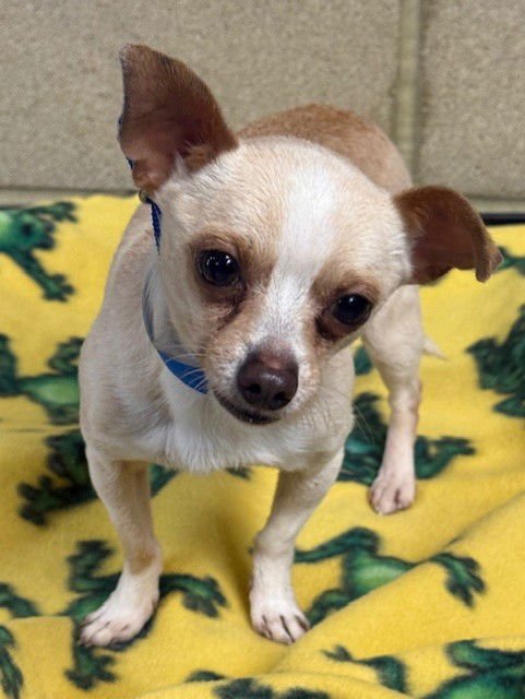 PHILLIP - Chihuahua available for adoption