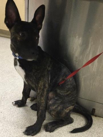 MORRISSEY - Mastiff / German Shepherd Dog available for adoption