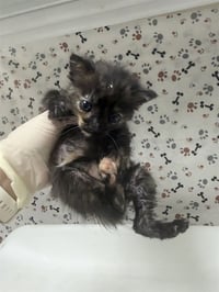 CLAWDIA - Photo 1