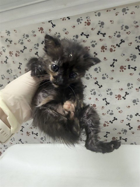 CLAWDIA - Domestic Short Hair available for adoption
