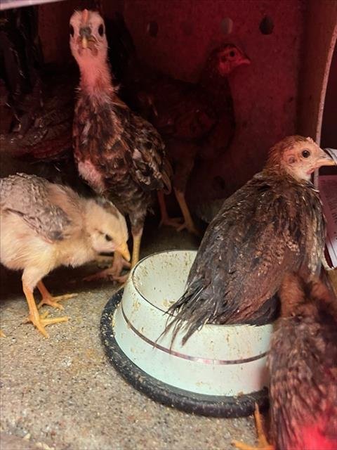 A1912491 - Chicken available for adoption