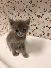 MILO - Photo 1