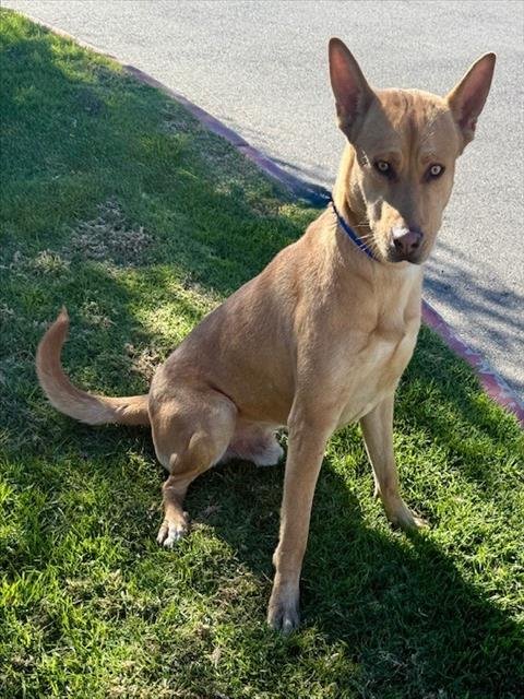 TEDDY - Basenji available for adoption