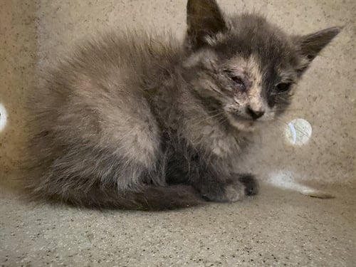 ASH - Domestic Short Hair available for adoption
