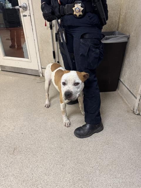 MORGAN - Pit Bull Terrier available for adoption