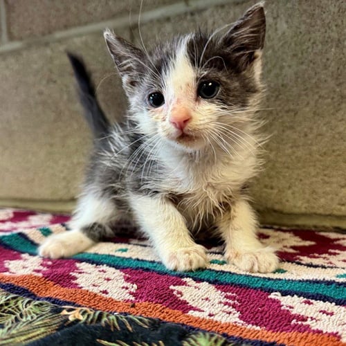 SLINKY - Domestic Short Hair available for adoption