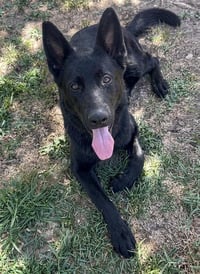 BANJO - Photo 1