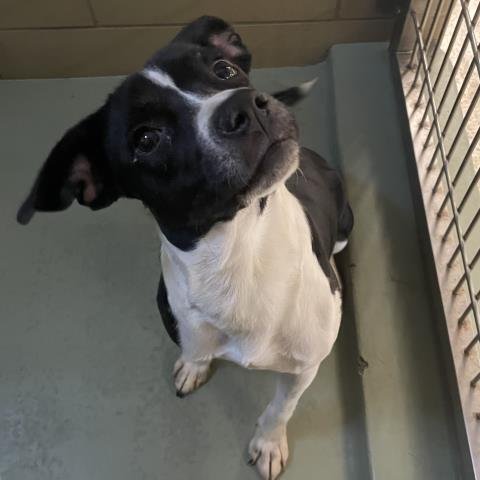 DOC - Terrier available for adoption