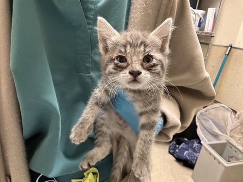 ELLIE - Domestic Short Hair available for adoption