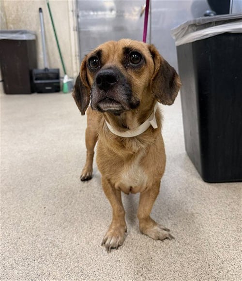 SHASTA - Beagle available for adoption