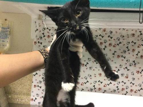 LOLLIPOP - Domestic Short Hair available for adoption