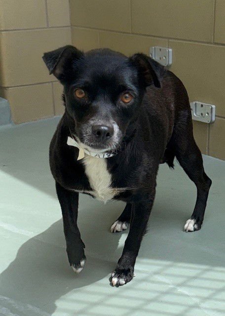 ANNIE - Chihuahua available for adoption