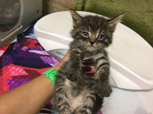 MAYO - Domestic Long Hair available for adoption