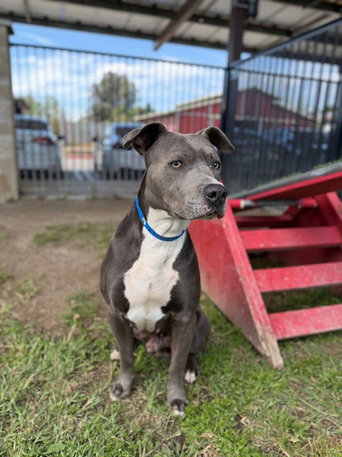 CHAOS - Pit Bull Terrier available for adoption