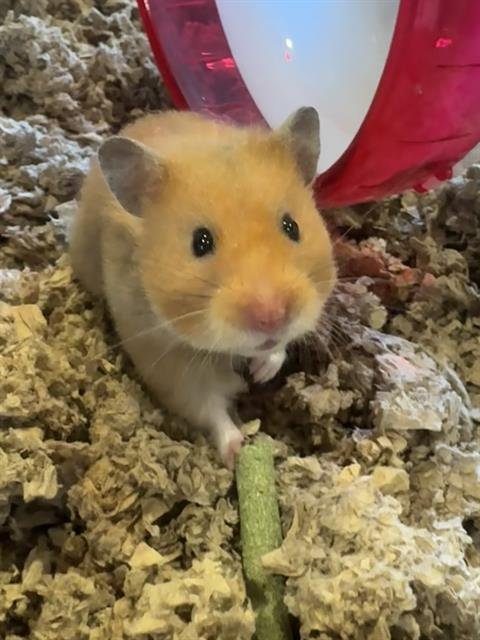 GOLDFISH - Hamster available for adoption