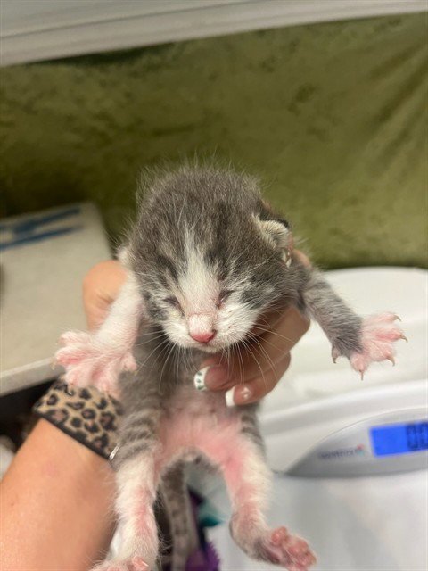 BUTTERS - Domestic Short Hair available for adoption