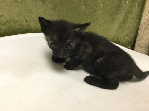 REESES - Domestic Short Hair available for adoption