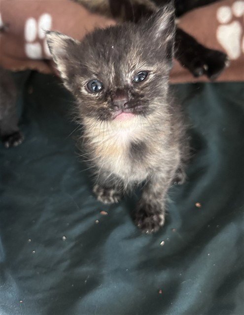 SASHA - Domestic Short Hair available for adoption