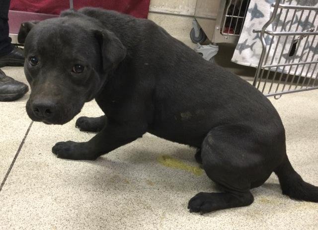 BABY - Pit Bull Terrier available for adoption