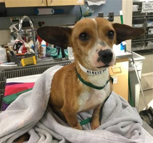 TINY - Chihuahua available for adoption