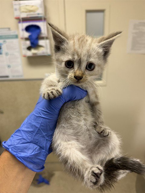 AMIRA - Domestic Short Hair available for adoption