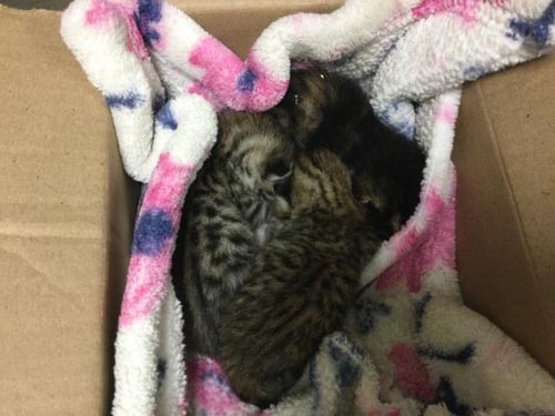 A1874029 - Domestic Short Hair available for adoption